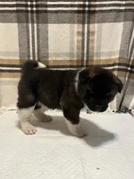 Lilla, a female Akita for sale in Walden, NY – 8 of 8