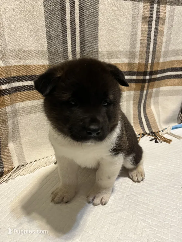 Sofie – Akita puppy for sale in Walden, NY