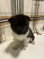 Sofie, a female Akita for sale in Walden, NY – 1 of 6