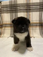 Bear, a male Akita for sale in Walden, NY – 5 of 6