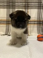 Thor, a male Akita for sale in Walden, NY – 2 of 5