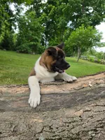 Sofie, a female Akita for sale in Walden, NY – 2 of 10