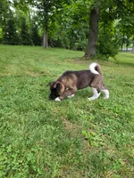 Bear, a male Akita for sale in Walden, NY – 10 of 10