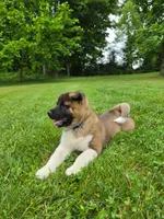 Thor, a male Akita for sale in Walden, NY – 2 of 8