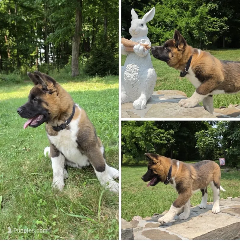 Donatello – Akita puppy for sale in Walden, NY