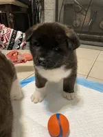 Bear, a male Akita for sale in Walden, NY – 6 of 6