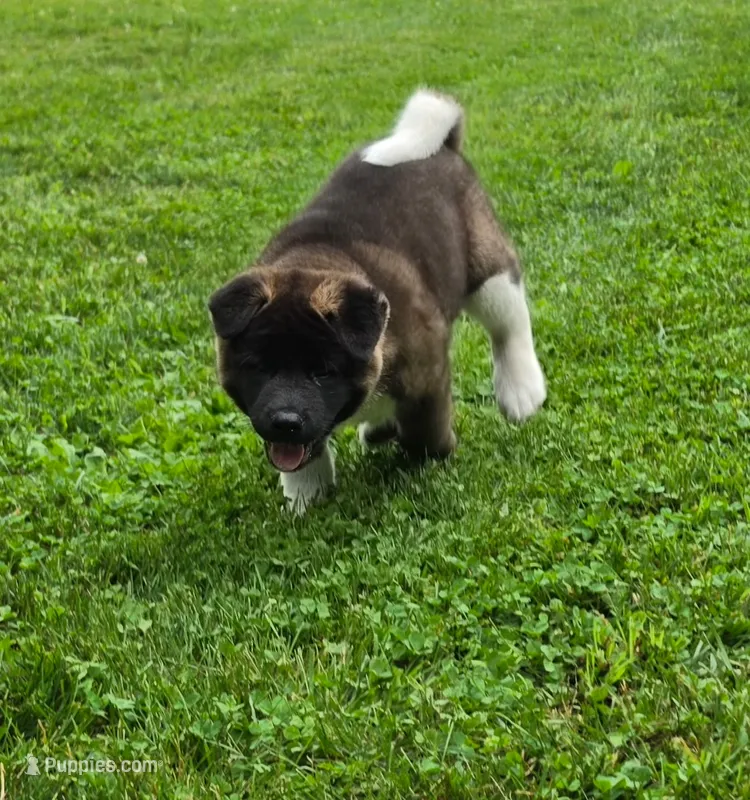 Bear – Akita puppy for sale in Walden, NY