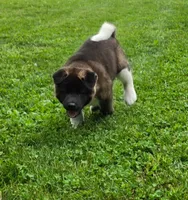 Bear, a male Akita for sale in Walden, NY – 1 of 10
