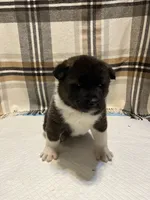 Lilla, a female Akita for sale in Walden, NY – 6 of 8