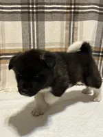 Akita, a female Akita for sale in Walden, NY – 3 of 5