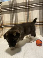 Thor, a male Akita for sale in Walden, NY – 3 of 5
