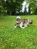 Mya , a female Akita for sale in Walden, NY – 6 of 10