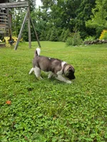 Mya , a female Akita for sale in Walden, NY – 4 of 10