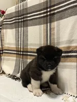 Donni, a male Akita for sale in Walden, NY – 2 of 4