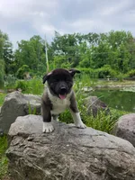 Bella, a female Akita for sale in Walden, NY – 4 of 9