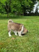 Thor, a male Akita for sale in Walden, NY – 5 of 8
