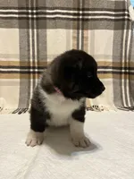 Mya , a female Akita for sale in Walden, NY – 6 of 7