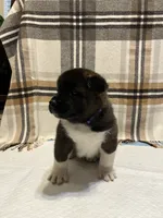 Lilla, a female Akita for sale in Walden, NY – 4 of 8