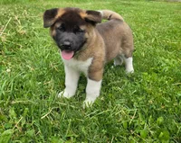 Thor, a male Akita for sale in Walden, NY – 3 of 8