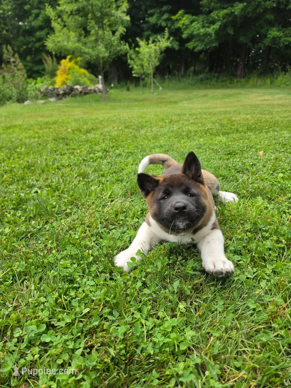 Sofie – Akita puppy for sale in Walden, NY