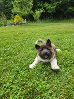 Sofie, a female Akita for sale in Walden, NY – 1 of 10