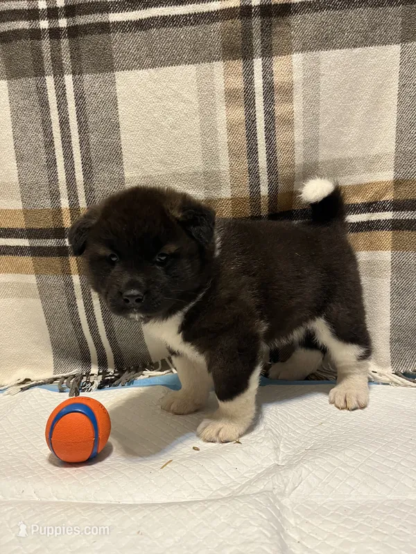 Donni – Akita puppy for sale in Walden, NY