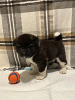 Donni, a male Akita for sale in Walden, NY – 1 of 4