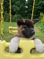 Donni, a male Akita for sale in Walden, NY – 3 of 9