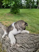 Mya , a female Akita for sale in Walden, NY – 10 of 10