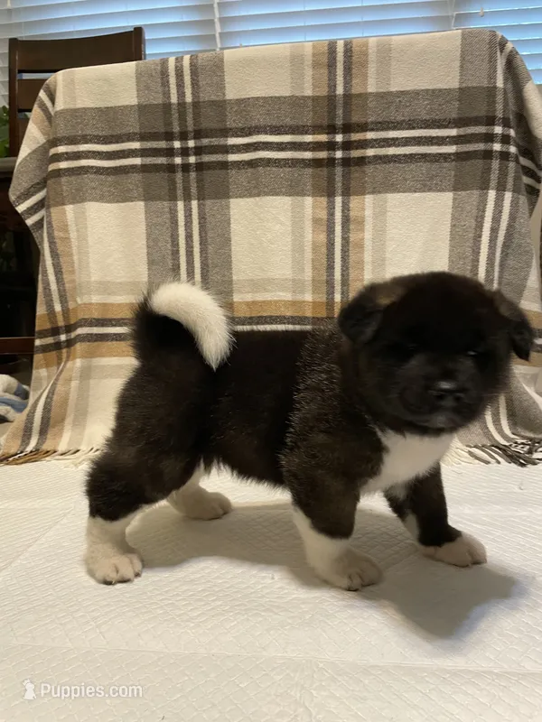 Bear – Akita puppy for sale in Walden, NY