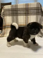 Bear, a male Akita for sale in Walden, NY – 1 of 6