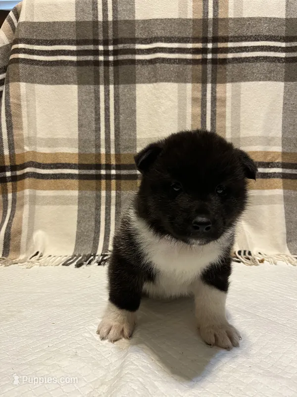 Bella – Akita puppy for sale in Walden, NY
