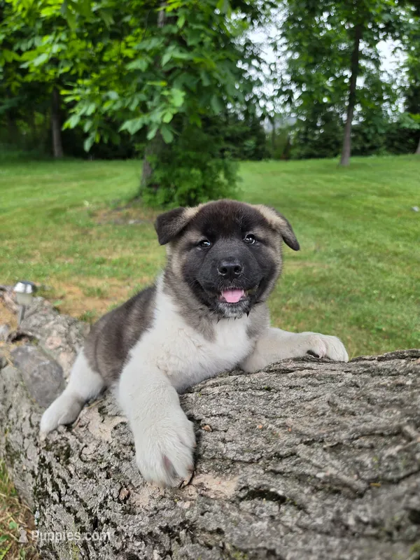 Mya  – Akita puppy for sale in Walden, NY