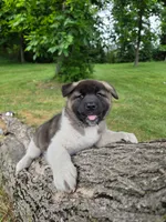Mya , a female Akita for sale in Walden, NY – 1 of 10