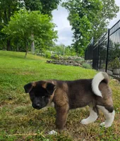 Bear, a male Akita for sale in Walden, NY – 3 of 10