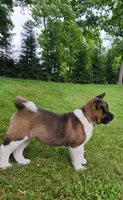 Sofie, a female Akita for sale in Walden, NY – 3 of 10