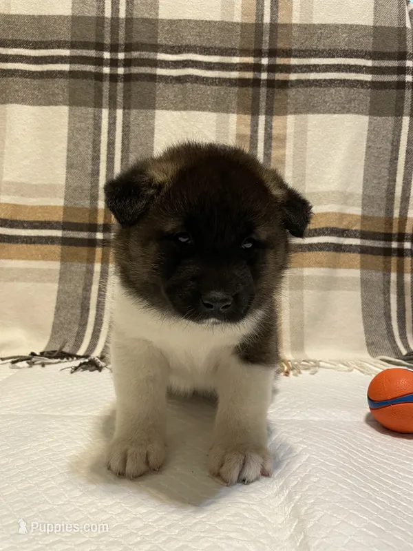 Thor – Akita puppy for sale in Walden, NY