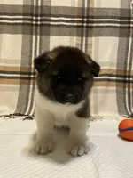 Thor, a male Akita for sale in Walden, NY – 1 of 5