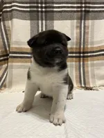 Sofie, a female Akita for sale in Walden, NY – 5 of 6