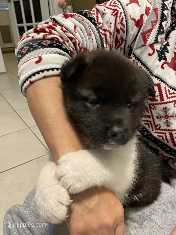 Mya  – Akita puppy for sale in Walden, NY