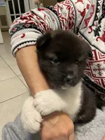 Mya , a female Akita for sale in Walden, NY – 1 of 7