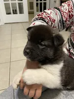 Mya , a female Akita for sale in Walden, NY – 3 of 7