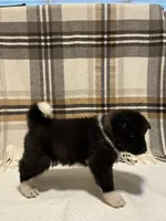 Mya , a female Akita for sale in Walden, NY – 5 of 7