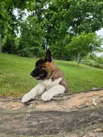 Sofie, a female Akita for sale in Walden, NY – 6 of 10