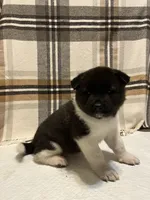 Sofie, a female Akita for sale in Walden, NY – 4 of 6