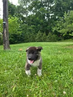 Bella, a female Akita for sale in Walden, NY – 2 of 9