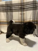 Donni, a male Akita for sale in Walden, NY – 3 of 4