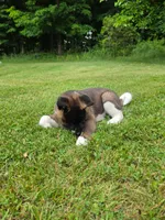 Bear, a male Akita for sale in Walden, NY – 2 of 10