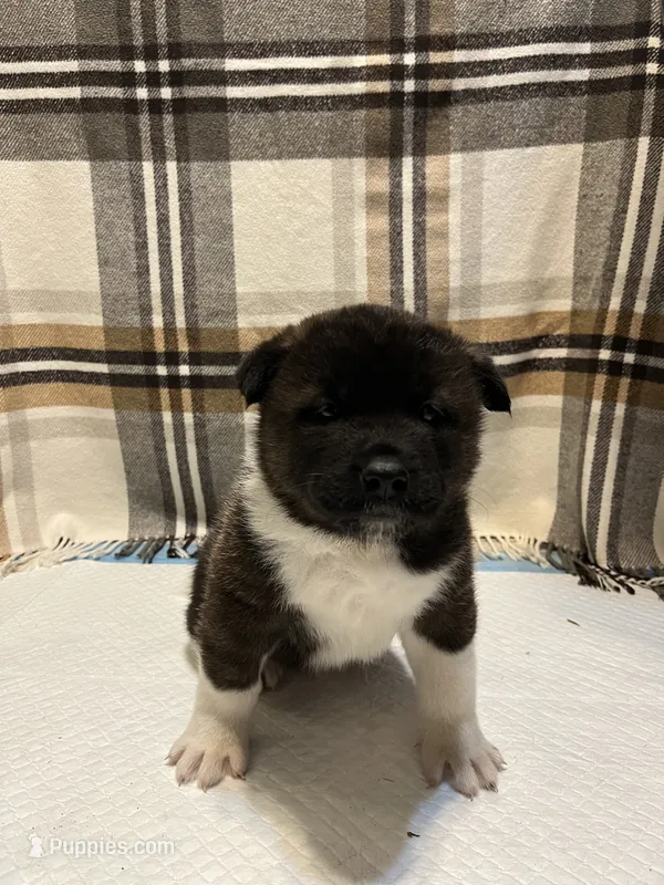 Lilla – Akita puppy for sale in Walden, NY