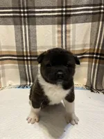 Lilla, a female Akita for sale in Walden, NY – 1 of 8